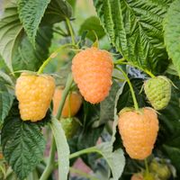 Malina żółta JANTAR Powtarzająca Sadzonki w doniczkach 1L