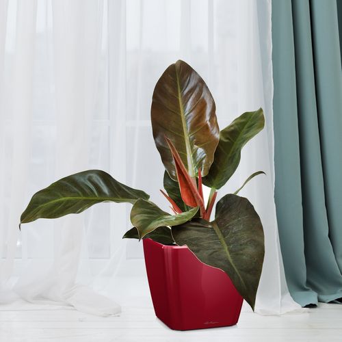 FILODENDRON IMPERIAL RED 55cm na Arena.pl