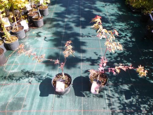 Klon palmowy Taylor 30-50cm C2 na Arena.pl