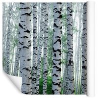 Fototapeta Las Drzewa Natura BRZOZY do Sypialni 400x280