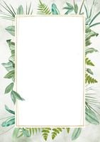 dyplom botanic 219617  170g 25szt 8107