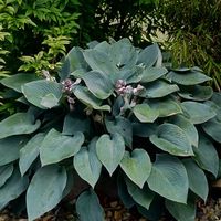 Funkia FRAGRANT BLUE Hosta Niebieska Niewysoka odmiana Sadzonki 1L