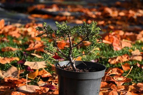 Jałowiec chiński Shimpaku - Juniperus chinensis 0040 na Arena.pl
