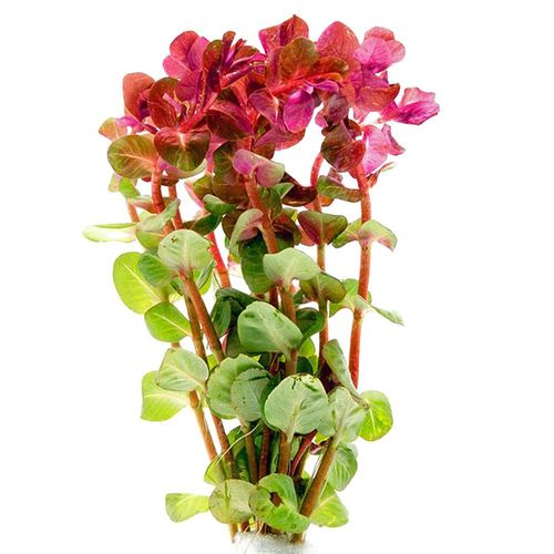 Roślina Invitro kubek mini - rotala macandra na Arena.pl