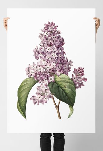 Plakat kwiat bzu vintage plakaty 21x29,7 cm A4 na Arena.pl