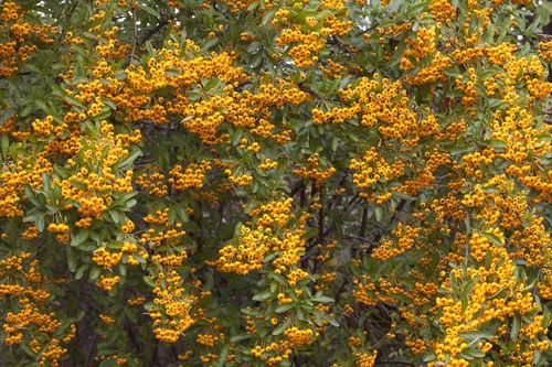 OGNIK żółty - sadzonki 5 / 15 cm na Arena.pl