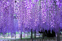 GLICYNIA WISTERIA CHIŃSKA fioletowa - sadzonki 10 / 15 cm