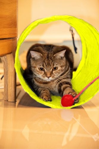 DUŻY ZESTAW ZABAWEK ZABAWKI DLA KOTA KOTÓW TUNEL WĘDKA PIŁKI MYSZ LEGOWISKO na Arena.pl