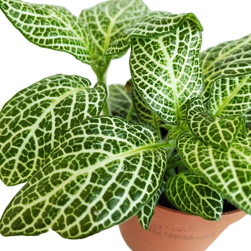 FITTONIA SNOW ANGEL 12cm na Arena.pl
