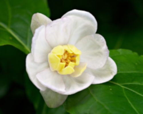 KIELICHOWIEC CHIŃSKI Sinocalycanthus - sadz w don !! na Arena.pl