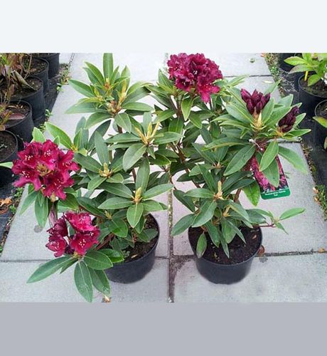 Różanecznik Kali C3 E na Arena.pl