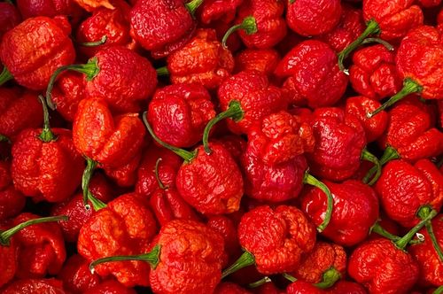 ZESTAW DO UPRAWY PAPRYKA CAROLINA REAPER HP22B RED NASIONA NAJOSTRZEJSZA na Arena.pl
