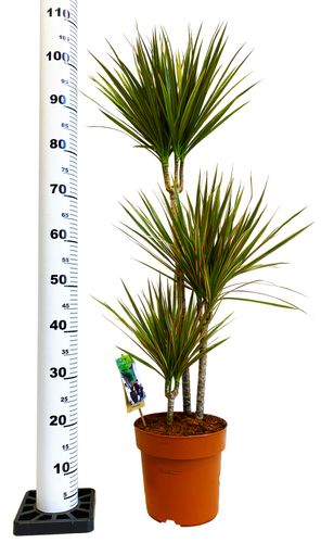DRACENA BICOLOR 105 cm na Arena.pl