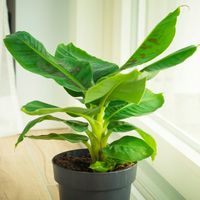 Musa Dwarf 'Cavendish' Bananowiec - EGZOTYCZNY BANAN W DOMU - Duże Liście