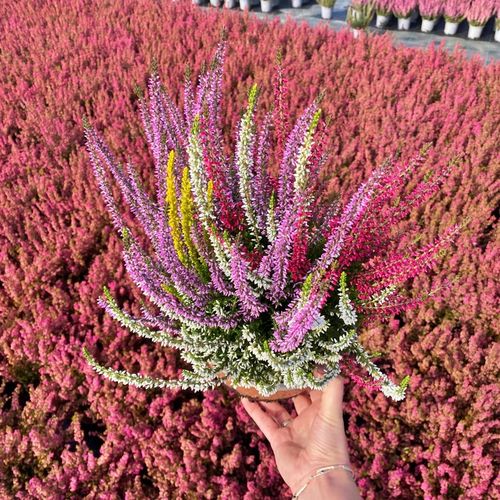 Wrzos Misa Jesienna Kompozycja Czterokolorowa Ładne Kolorowe Donice na Arena.pl