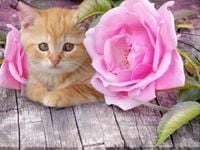 fototapety FOTOTAPETA 3d psy koty kwiaty zwierzęta