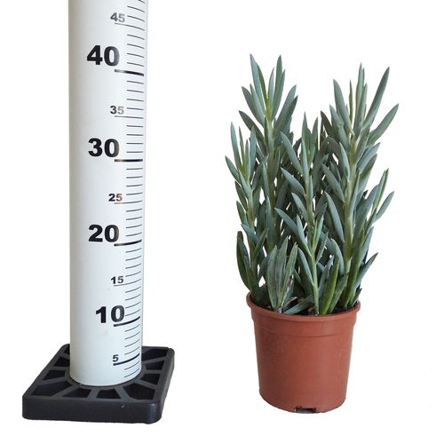 Starzec Senecio Mount Everest 40cm na Arena.pl