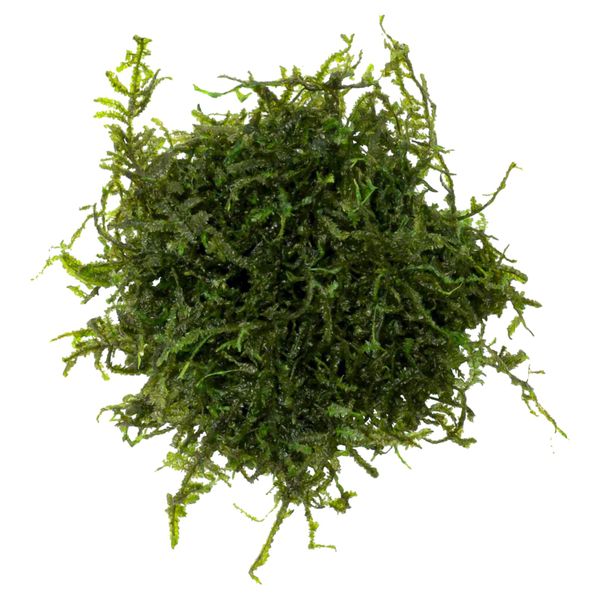 Eco Plant - Christmas Moss - InVitro mały kubek zdjęcie 1