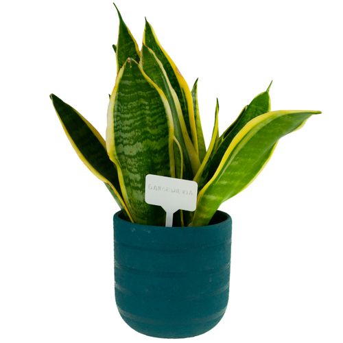 ETYKIETY TABLICZKI DO OPISYWANIA ROŚLIN NASION SADZONEK ZNACZNIKI 50SZ na Arena.pl