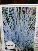 Kostrzewa sina Uchte na skalniak