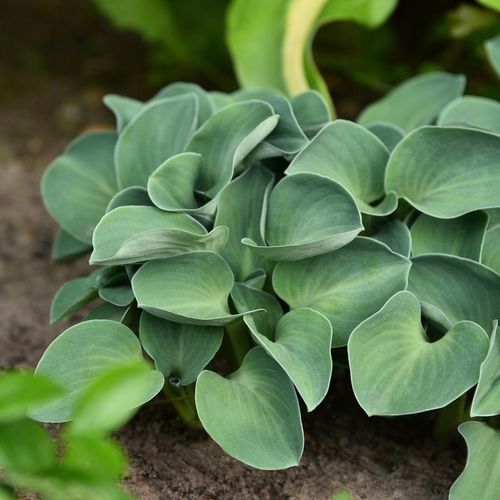Funkia BLUE MOUSE EARS Hosta Miniaturowa P11 na Arena.pl