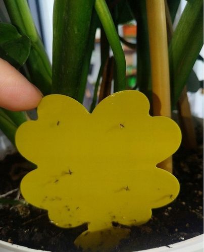 48x Żółty Lep Do Kwiatów Do Doniczek Ziemiórki Mszyce Muszki Owady Lepy na Arena.pl