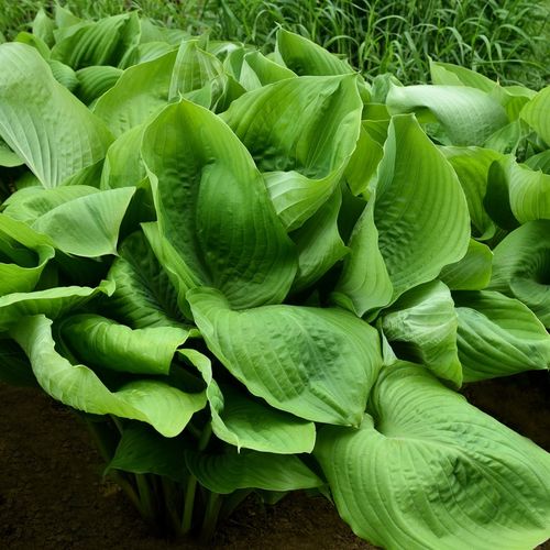 Funkia SUM AND SUBSTANCE Żółta Hosta Duża XL Sadzonki 2L na Arena.pl