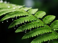 Plakat 80x60cm Szepty Natury