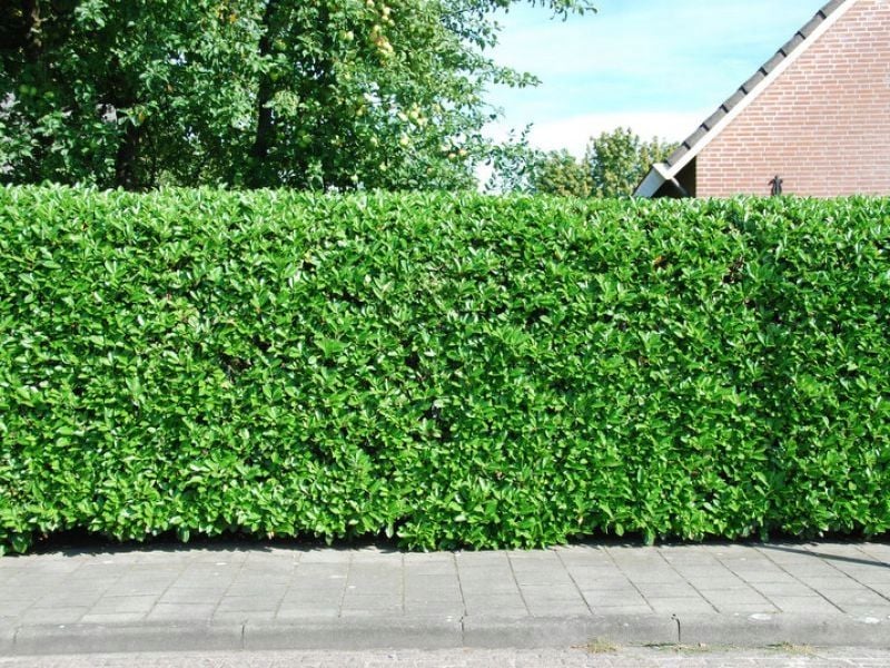 Laurowiśnia NOVITA sadzonki 80-100 cm na Arena.pl