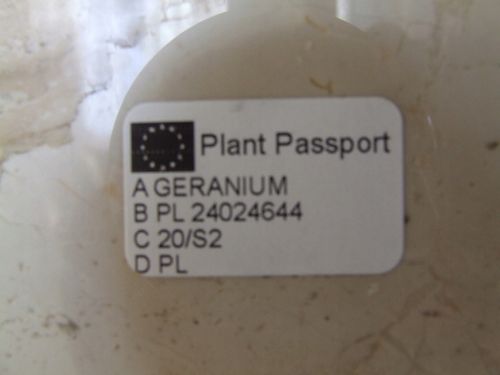 GERANIUM ANGINKA Pelargonium graveolens don.13cm na Arena.pl