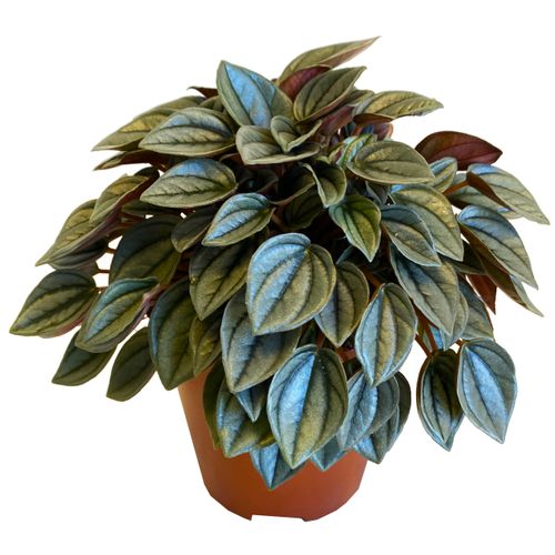 Peperomia Napoli Night 20cm na Arena.pl