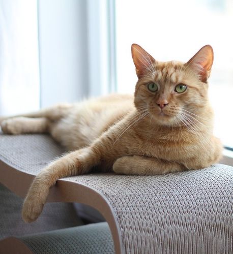 MyKotty Drapak Lui brązowy na Arena.pl