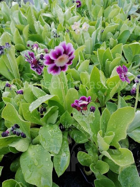 Pierwiosnek omszony wiosenna bylina zdjęcie 3