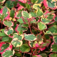 Pstrolistka sercowata 'Chameleon' (Houttuynia cordata) Doniczka 1.0L