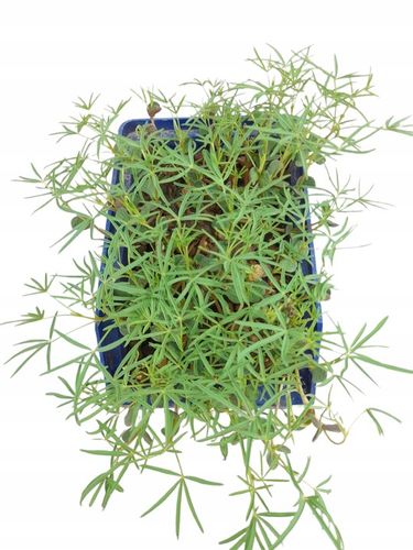 Łubin wąskolistny 25kg GORZKI na Arena.pl