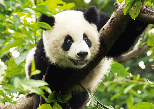 Trefl - Puzzle Panda 500 elementów 37142 na Arena.pl