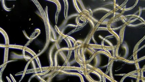 Nematodes SF 5 mln Nicienie Na Ziemiórki Wciornastki Opuchlaki na 10 na Arena.pl