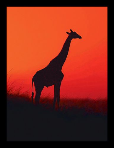 Plakat 15x20cm Żyrafa w Czerni na Arena.pl