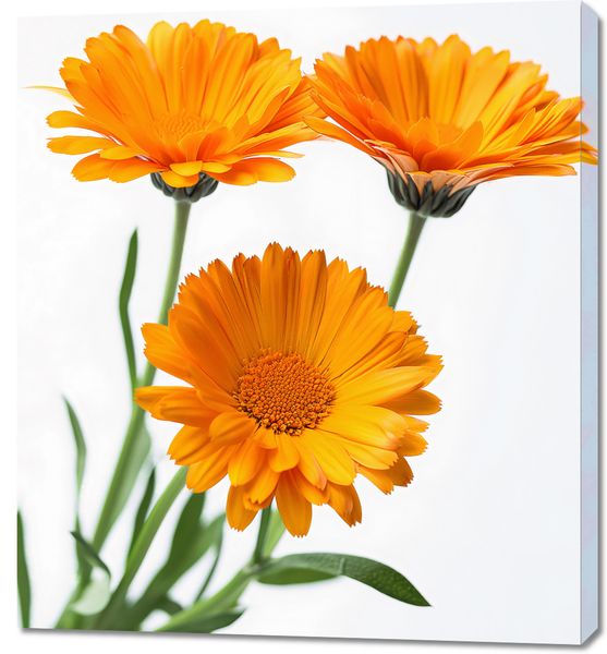 Obraz 90x100cm Słoneczne Kalendule zdjęcie 1
