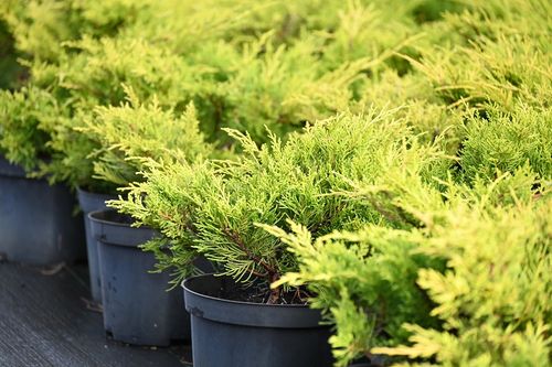 Jałowiec mieszańcowy Gold Coast - Juniperus ×pfitzeriana na Arena.pl