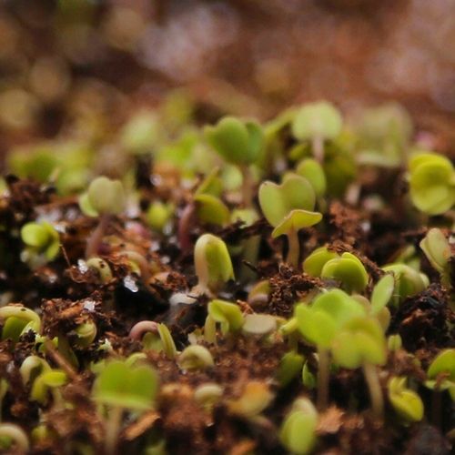 AGROŻEL Hydrożel Ogrodniczy do Roślin 2 Kg na Arena.pl