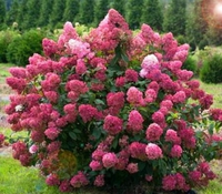 Hortensja Bukietowa MEGA MINDY 10-20cm Śliczna Czerwona