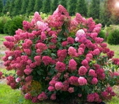 Hortensja Bukietowa MEGA MINDY 10-20cm Śliczna Czerwona