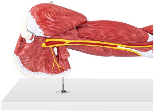 Ramię - model anatomiczny Physa PHY-AM-1 na Arena.pl