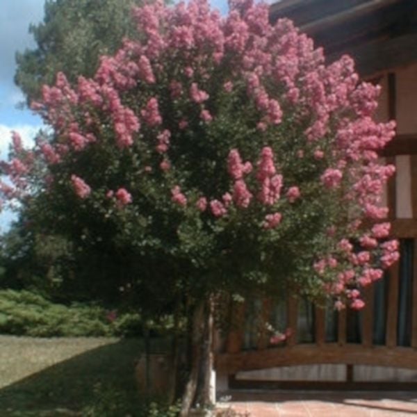 LAGERSTROEMIA - BEZ POŁUDNIA - sadzonki w don. !!! na Arena.pl