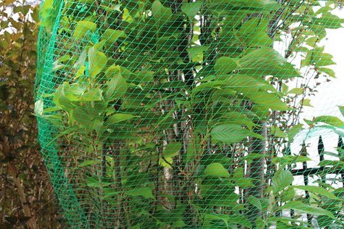 SIATKA NA OCZKO WODNE OCHRONNA NA truskawki PTAKI WZMACNIANA 4x5m +KOTWY na Arena.pl