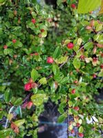 Irga Dielsa o rozłożystym i wzniesionym pokroju