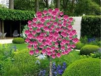 HIBISKUS NA PNIU Tower Ruby - sadzonki 80 / 100 cm