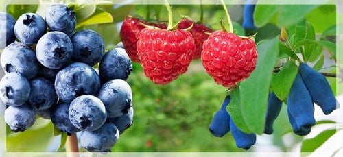 Rokitnik SAMOPYLNY bomba witamin 2 letnia, doniczka 2 litrowa na Arena.pl