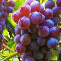 Winorośl bezpestkowa RELIANCE (Vitis) w P9, wysokość 50-70 cm